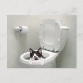 Carte Postale Chatte-chat dans un bol de toilettes (Devant)