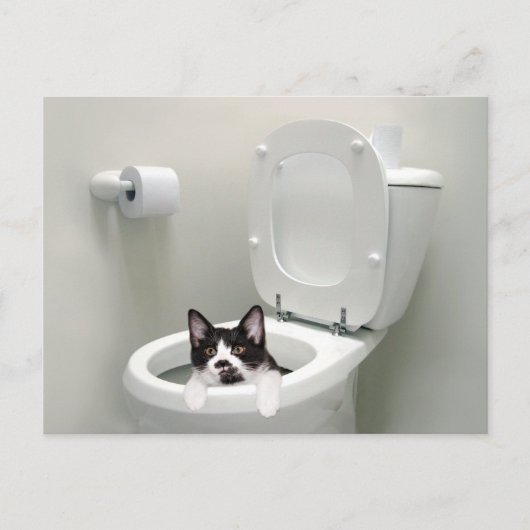 Carte Postale Chatte-chat dans un bol de toilettes (Devant)