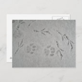 Carte Postale Chatte patte et piste d'oiseaux dans la neige - ca (Devant / Derrière)