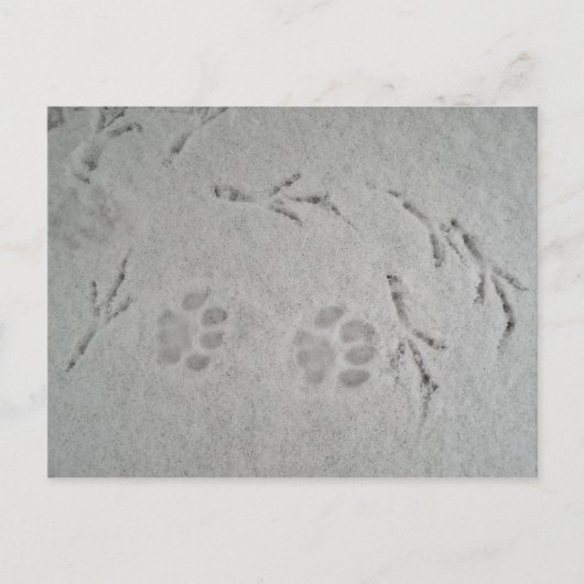 Carte Postale Chatte patte et piste d'oiseaux dans la neige - ca (Devant)