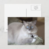 Carte Postale Chatte Ragdoll (Devant / Derrière)