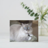 Carte Postale Chatte Ragdoll (Debout devant)
