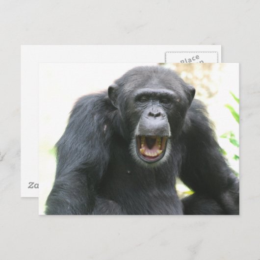 Carte postale Chatty Chimp (Devant / Derrière)