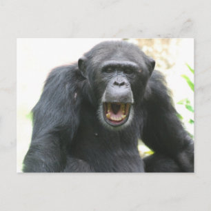 Carte postale Chatty Chimp