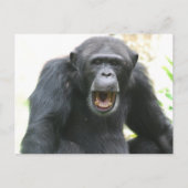 Carte postale Chatty Chimp (Devant)