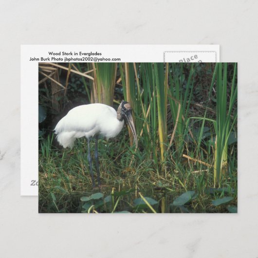 Carte Postale Chaudière en bois dans le Parc national des Evergl (Devant / Derrière)