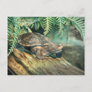 Carte Postale Chauffage de tortue sur une bille