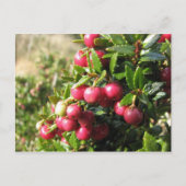 Carte Postale Chaura, Isla Navarino, Chili (Devant)