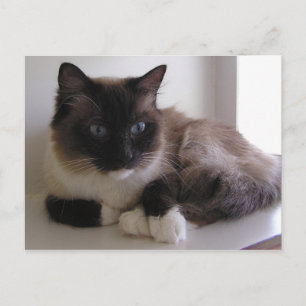 Carte Postale Chaussure à neige