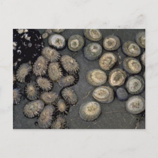 Carte Postale Chaussure de rayonnement (radians de cellulose) Sh