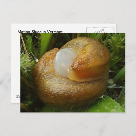 Carte Postale Chaussures d'accouplement (Devant / Derrière)