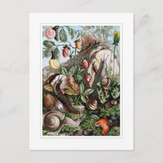 Carte Postale Chaussures et escargots (Devant)