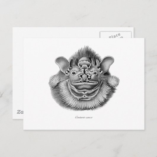 Carte Postale Chauve-souris à visage étincelant (Devant / Derrière)
