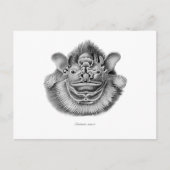 Carte Postale Chauve-souris à visage étincelant (Devant)
