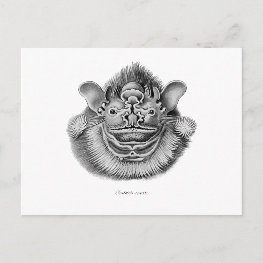 Carte Postale Chauve-souris à visage étincelant (Devant)