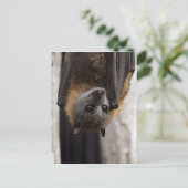 Carte Postale Chauve-souris australienne (Debout devant)