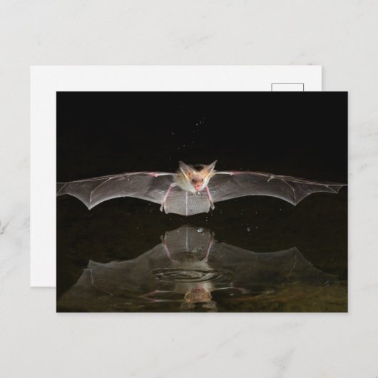 Carte Postale Chauve-souris buvant en vol, Arizona (Devant / Derrière)