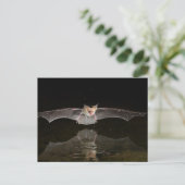 Carte Postale Chauve-souris buvant en vol, Arizona (Debout devant)