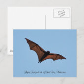Carte Postale Chauve-souris de renard volant de Subic Bay (Devant / Derrière)