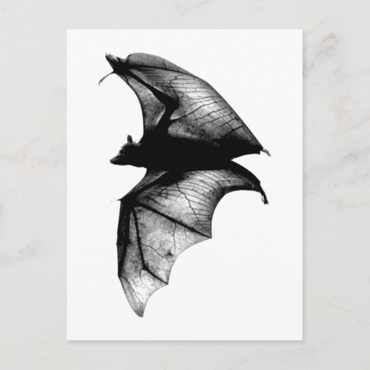 Carte Postale Chauve-souris gothique Vampire (Devant)