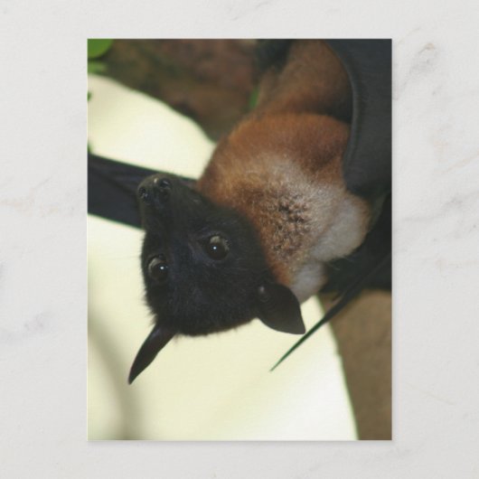 Carte Postale Chauve-souris indienne géante (Devant)
