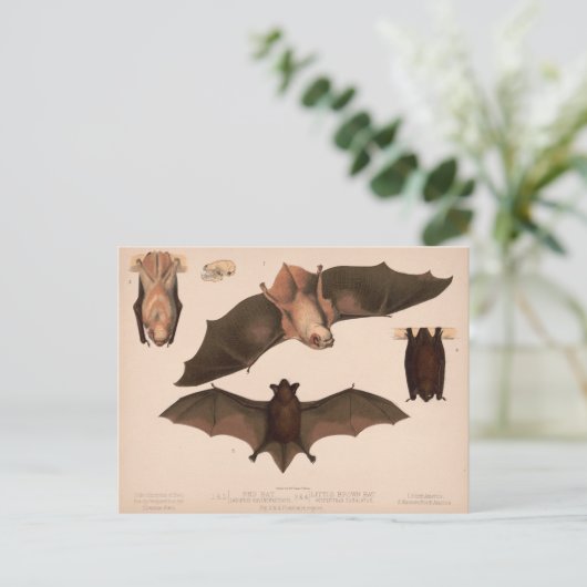 Carte Postale Chauve-souris rouge, Petite chauve-souris Brown |  (Debout devant)