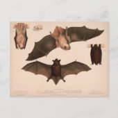 Carte Postale Chauve-souris rouge, Petite chauve-souris Brown | (Devant)