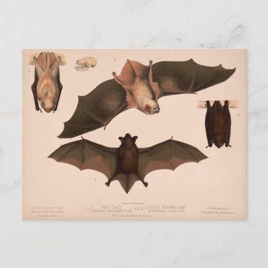 Carte Postale Chauve-souris rouge, Petite chauve-souris Brown |  (Devant)