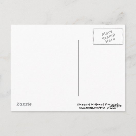 Carte postale Cheeky Chipmunk (Dos)