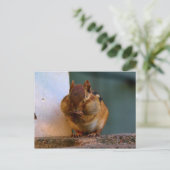 Carte Postale Cheeky Chipmunk (Debout devant)