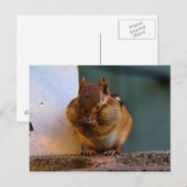 Carte Postale Cheeky Chipmunk (Devant / Derrière)