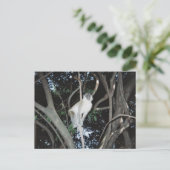 Carte Postale Cheeky Monkey (Debout devant)