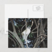 Carte Postale Cheeky Monkey (Devant / Derrière)