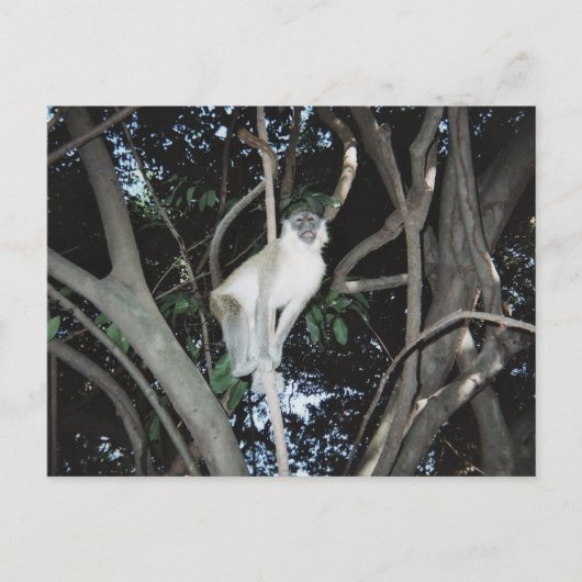 Carte Postale Cheeky Monkey (Devant)