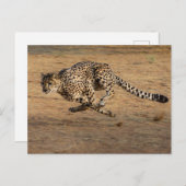 Carte Postale Cheeta (Devant / Derrière)