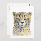 Carte Postale Cheetah (Devant / Derrière)