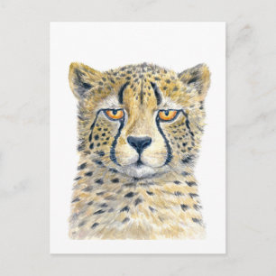 Carte Postale Cheetah