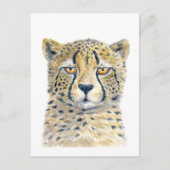 Carte Postale Cheetah (Devant)