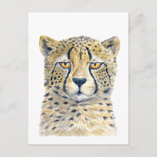 Carte Postale Cheetah (Devant)