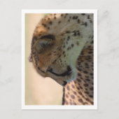 Carte Postale Cheetah (Devant)