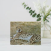 Carte Postale Cheetah (Debout devant)