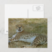 Carte Postale Cheetah (Devant / Derrière)