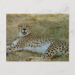 Carte Postale Cheetah