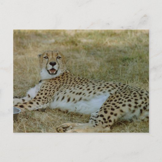 Carte Postale Cheetah (Devant)