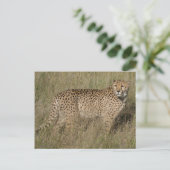 Carte Postale Cheetah (Debout devant)