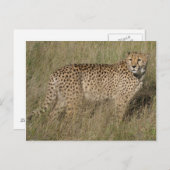 Carte Postale Cheetah (Devant / Derrière)