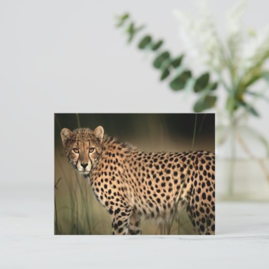Carte Postale Cheetah (Debout devant)