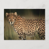 Carte Postale Cheetah (Devant)