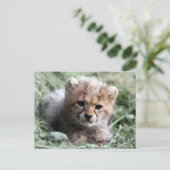 Carte Postale Cheetah (Debout devant)