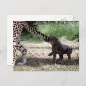 Carte Postale Cheetah (Devant / Derrière)